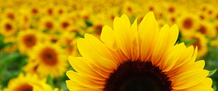 Foto eines Sonnenblumenfeldes